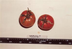 Click for 1 image(s) for this accession. FRUIT